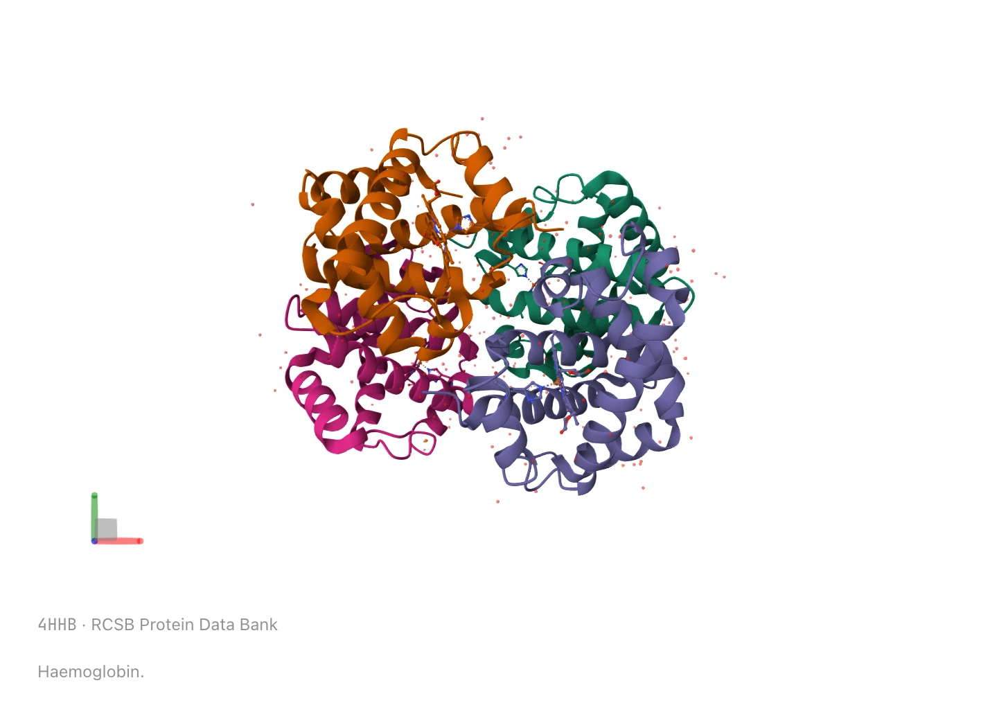 Haemoglobin from the Protein Data Bank, its four subunits each in a different colour.