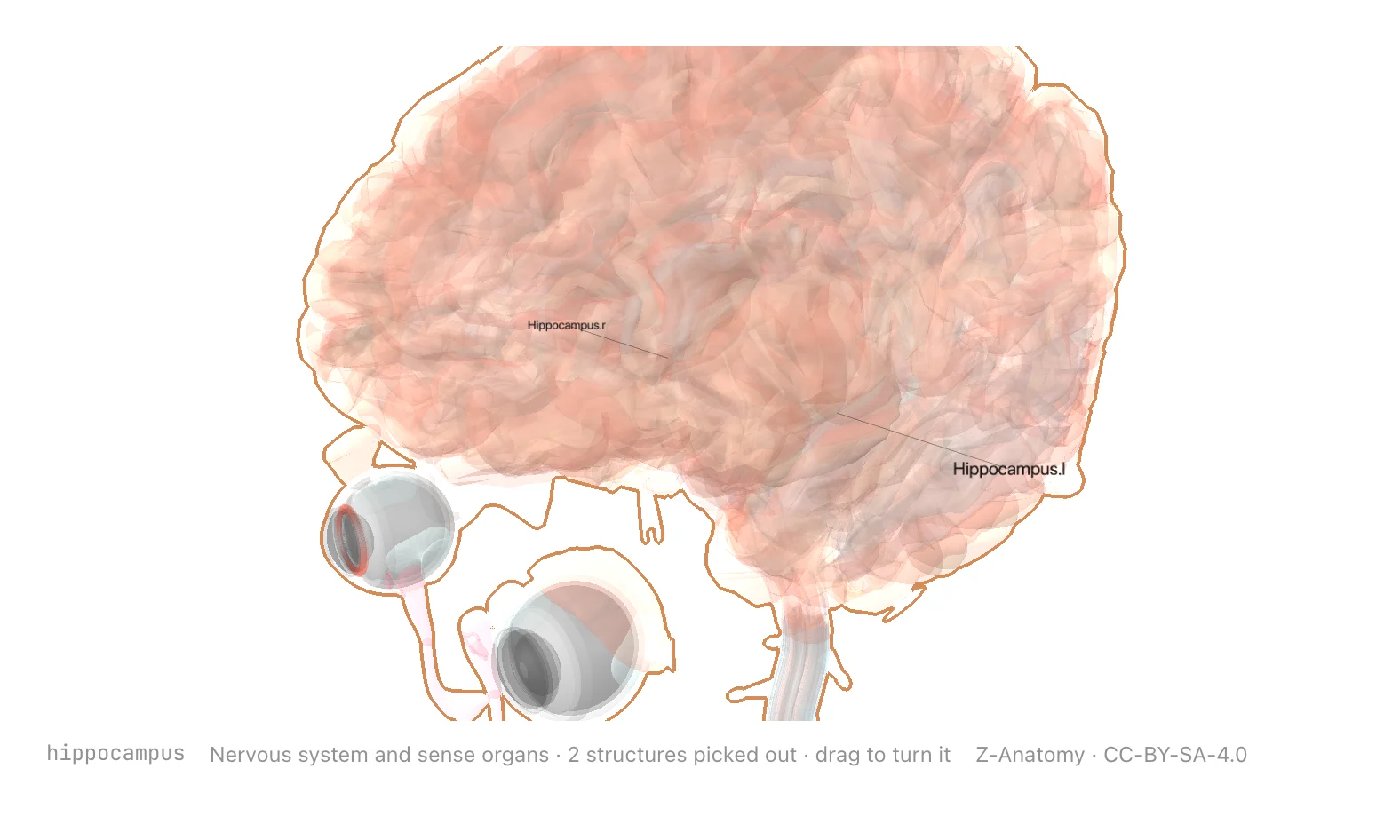 A three-dimensional brain with the hippocampus picked out on each side and named, the rest of the nervous system ghosted around it.
